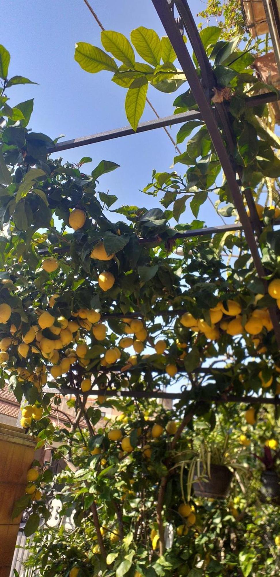 Casa Ester Ascea Dış mekan fotoğraf
